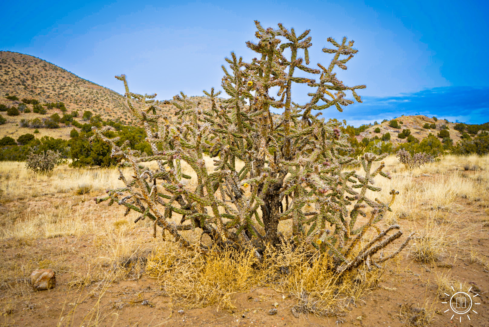 Cholla in New Mexico